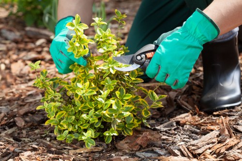 A person wearing bright turquoise gardening gloves is using pruning shears to trim a small, dense shrub with variegated green and yellow leaves. The shrub is situated on a mulch-covered area of a well-maintained garden, featuring a lush green lawn in the foreground and a backdrop of mature trees and flowering plants. The garden has a neat, organized layout with defined plant beds and natural edging. The surface includes soil, wood chip mulch, and a paved patio nearby, indicating a landscaped outdoor space suitable for gardening and maintenance activities. The weather appears to be overcast, providing soft, even lighting, and the overall scene is professional and tidy, consistent with expert garden upkeep typical of local services in Teddington or the nearby TW postcode area. This image highlights hands-on pruning work in a residential garden, aligning with services offered by Hedge Trimming Teddington for hedge and shrub management within a suburban landscape.