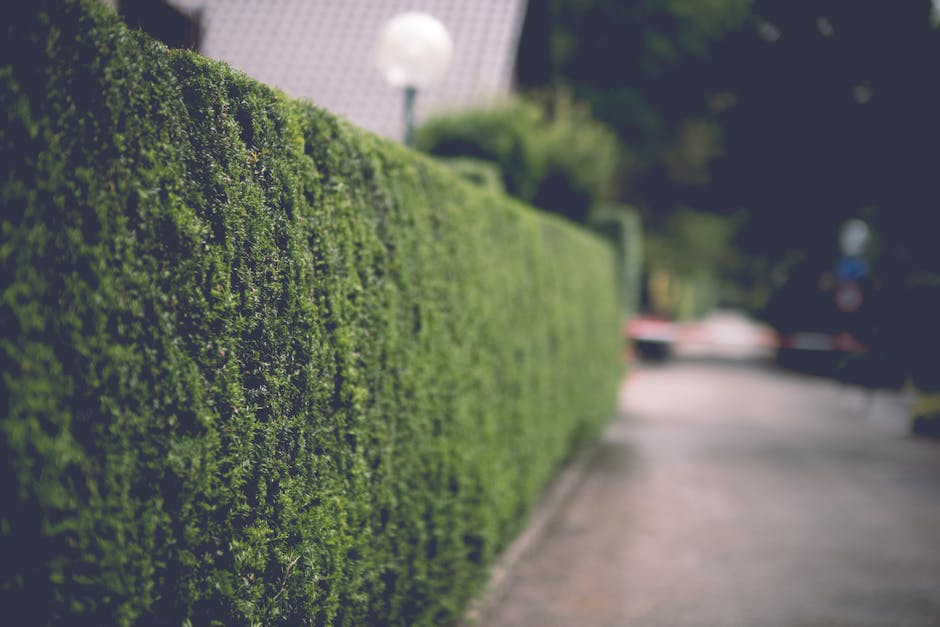 A man using hedge trimmers to prune a dense, green hedge in a landscaped garden. The hedge consists of small, needle-like leaves with a vibrant green colour, and the trimmed section reveals a clean, e